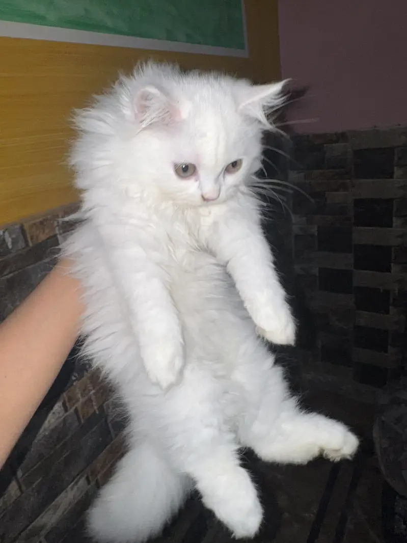 cat with kittens for sale age 3 months, triple coated. — photo 2