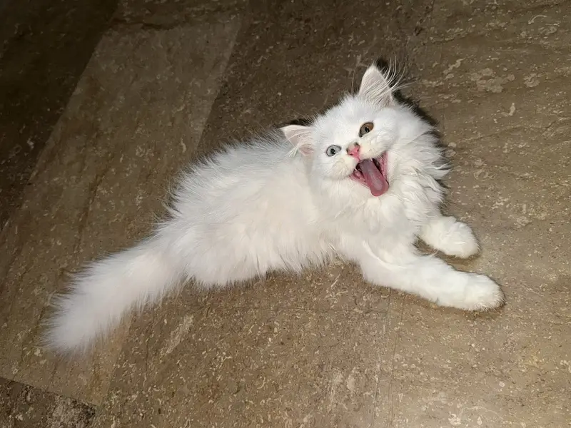 cat with kittens for sale age 3 months, triple coated. — photo 3