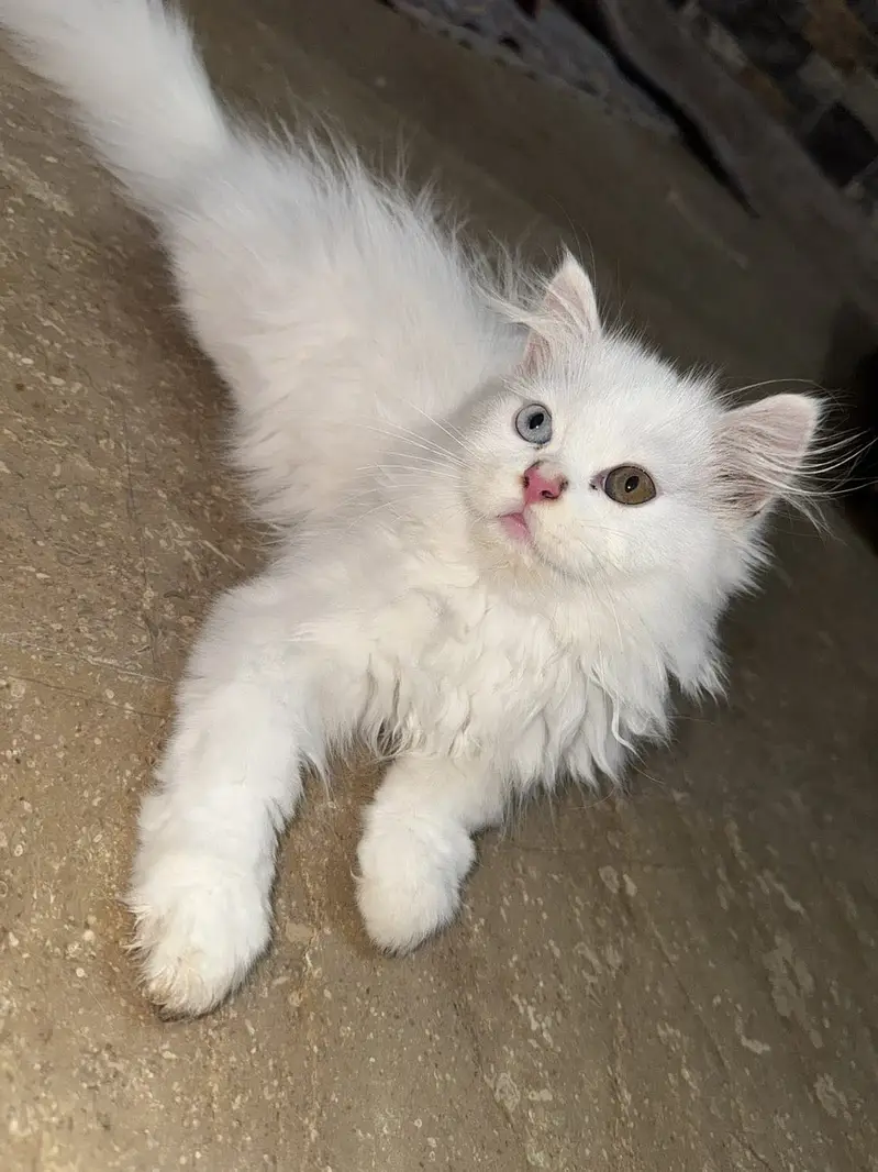 cat with kittens for sale age 3 months, triple coated. — photo 4