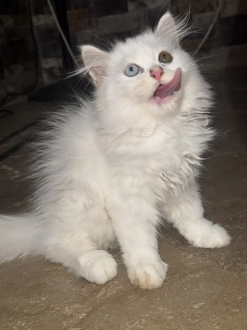 cat with kittens for sale age 3 months, triple coated. — photo 5