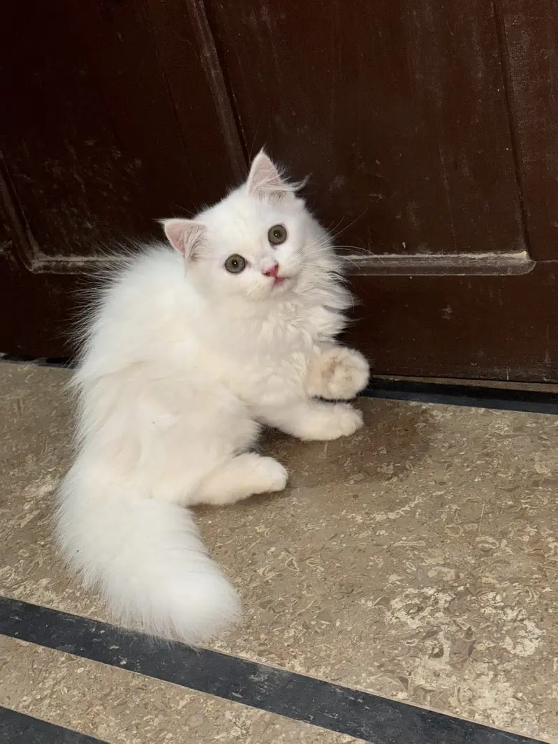 cat with kittens for sale age 3 months, triple coated. — photo 6