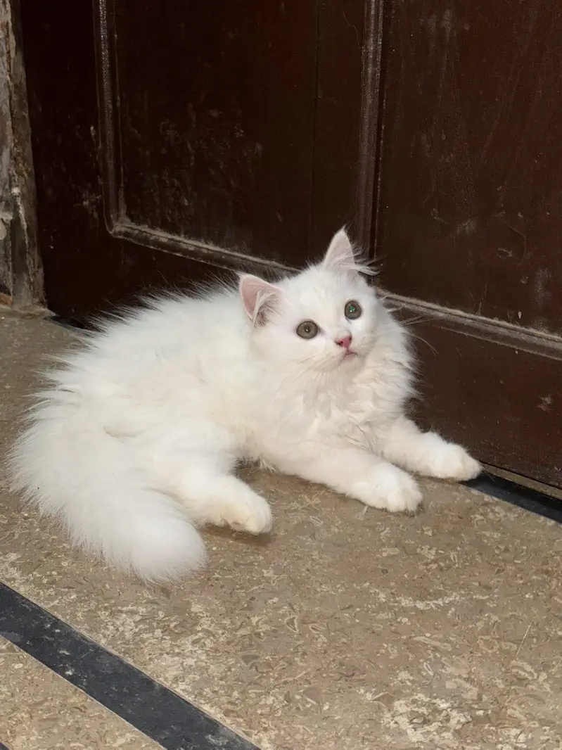cat with kittens for sale age 3 months, triple coated. — photo 7