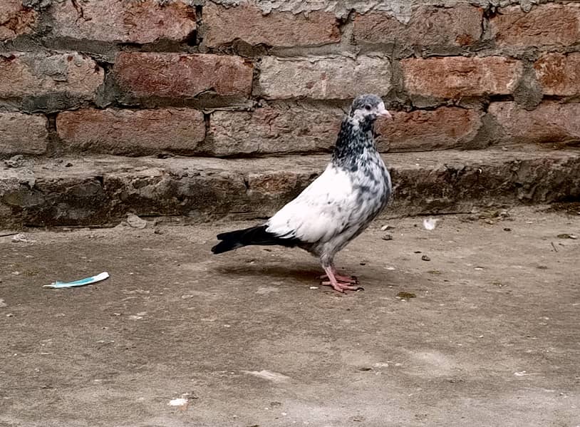 pigeons 0