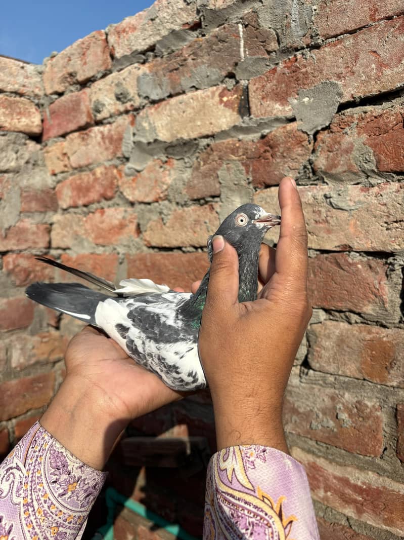 pigeons 1