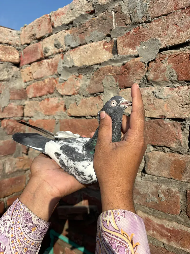 pigeons — photo 2