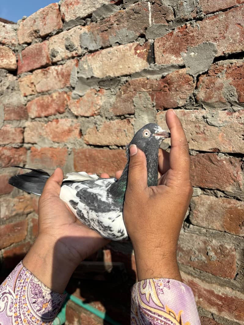 pigeons 2