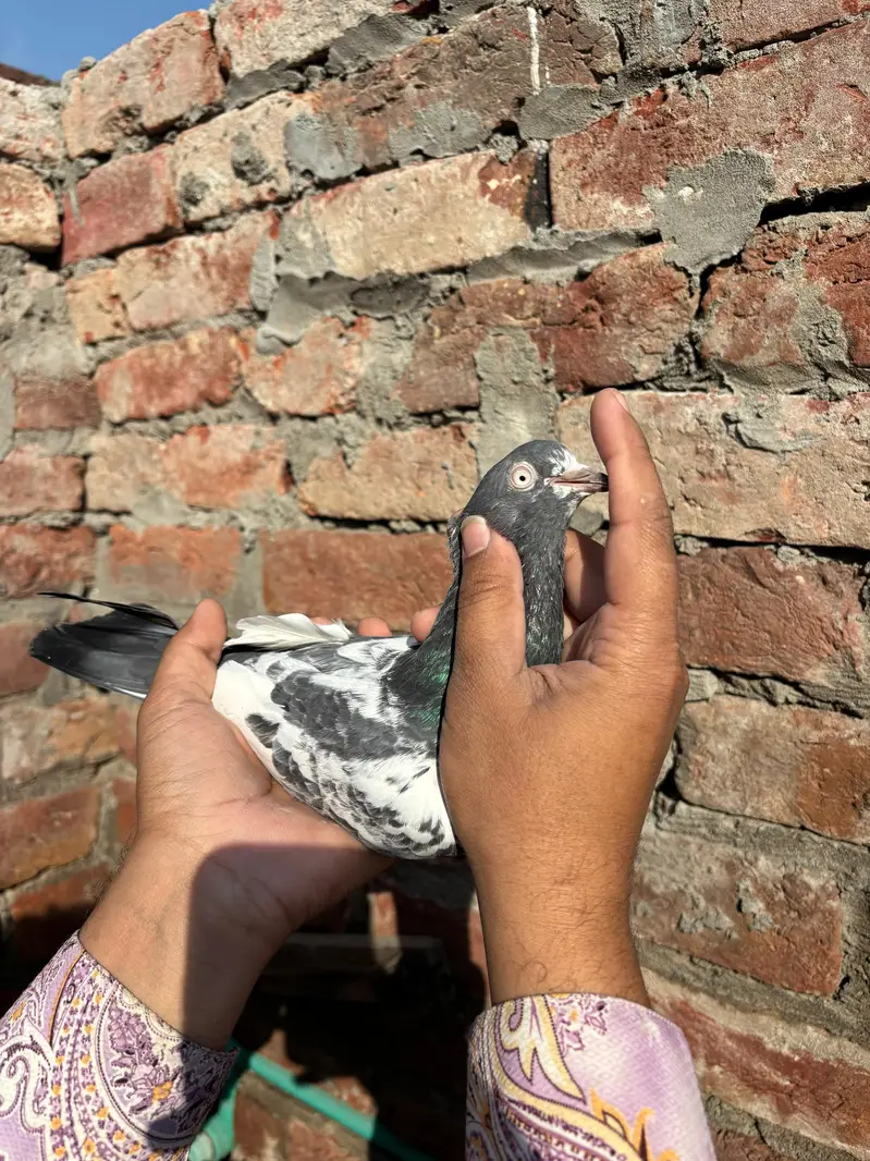 pigeons — photo 3