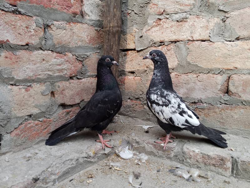 pigeons 3