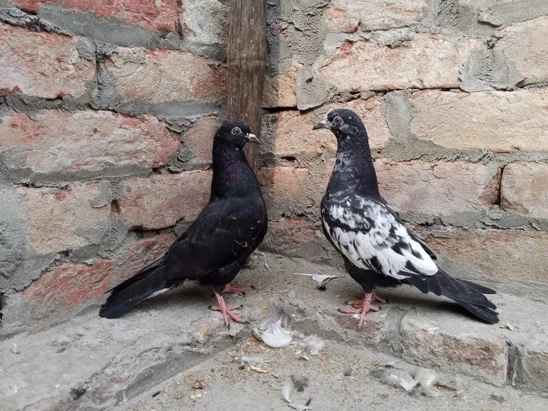 pigeons — photo 4