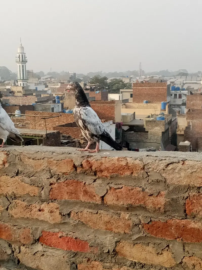 pigeons — photo 5