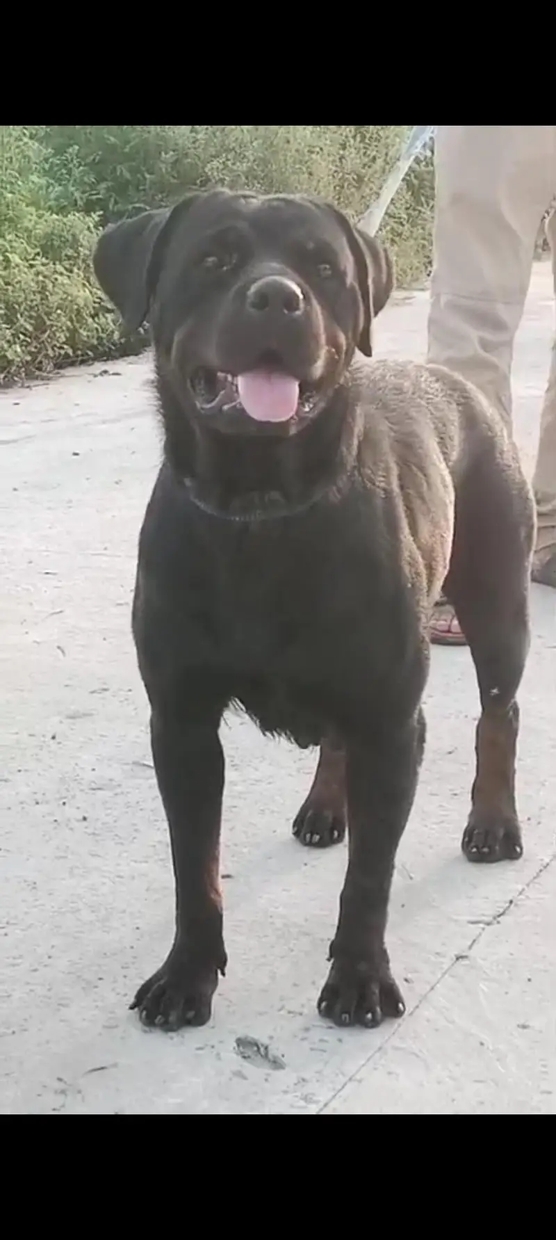 Rottweiler female