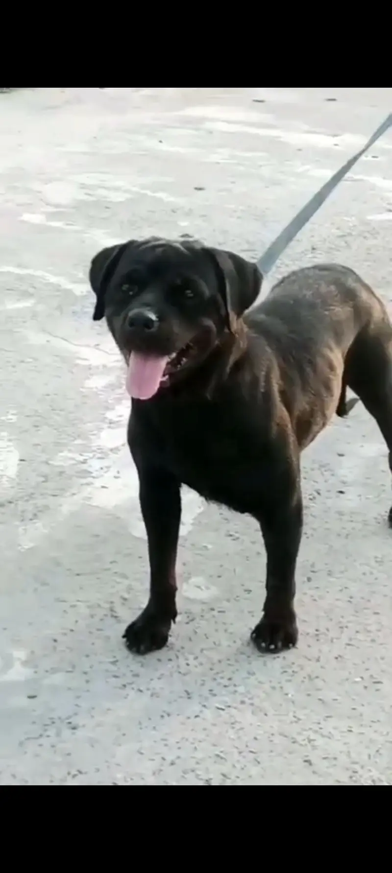 Rottweiler female — photo 2