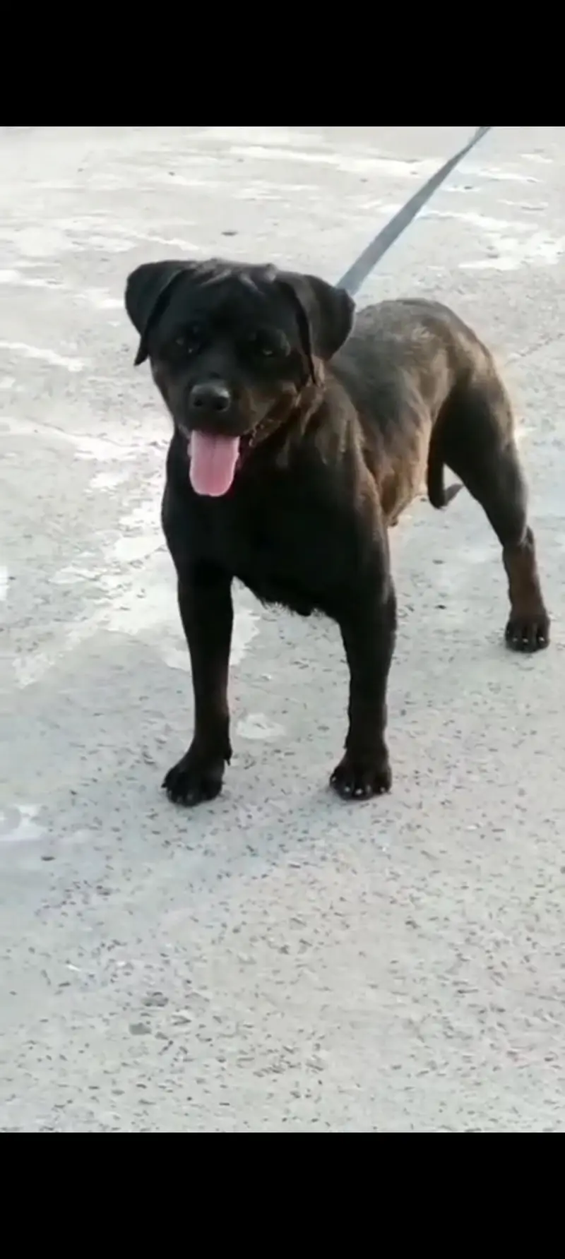 Rottweiler female — photo 3