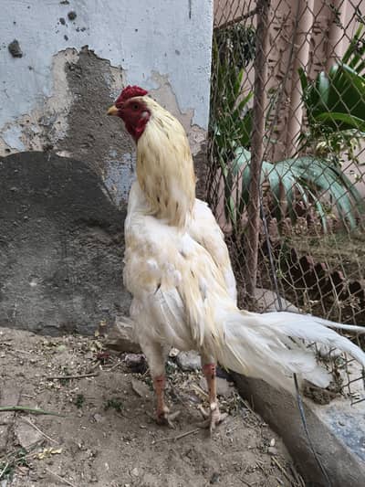 Boski Aseel Male