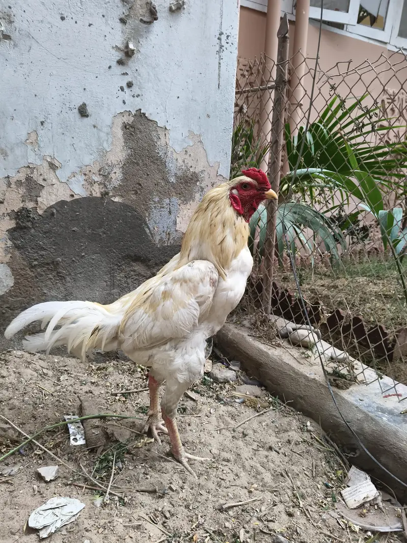 Boski Aseel Male — photo 3
