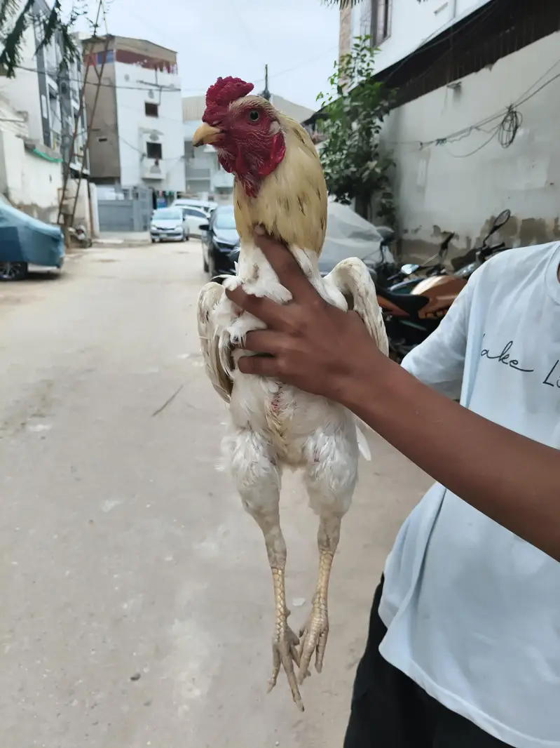 Boski Aseel Male — photo 4