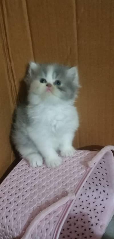 persian kittens