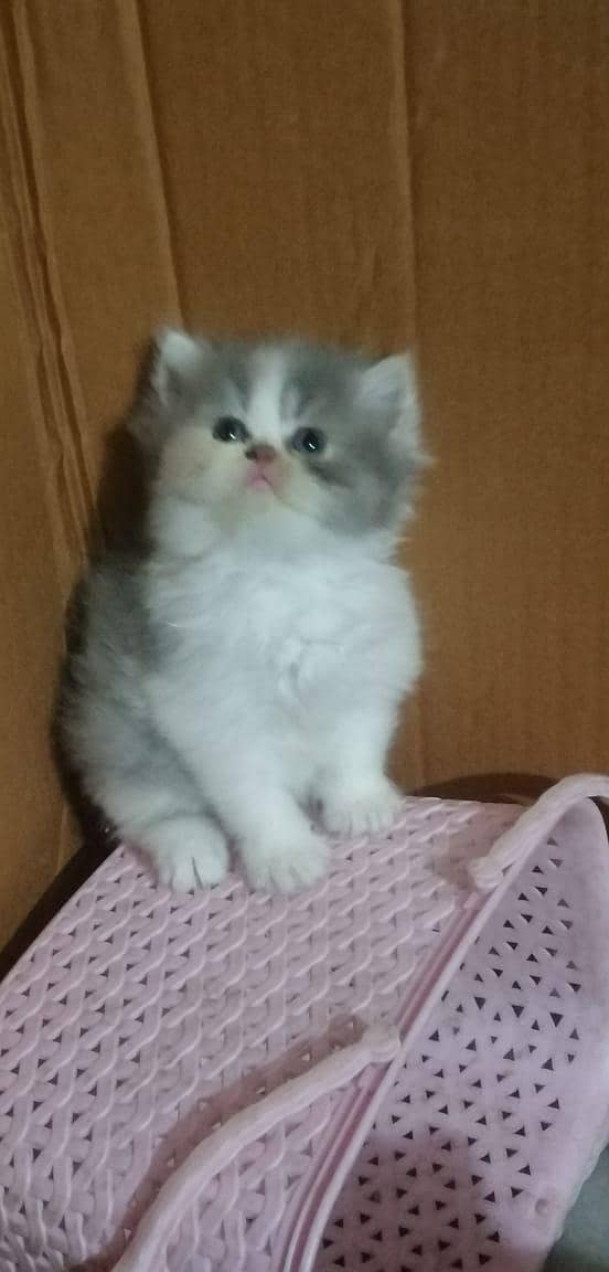 persian kittens 0