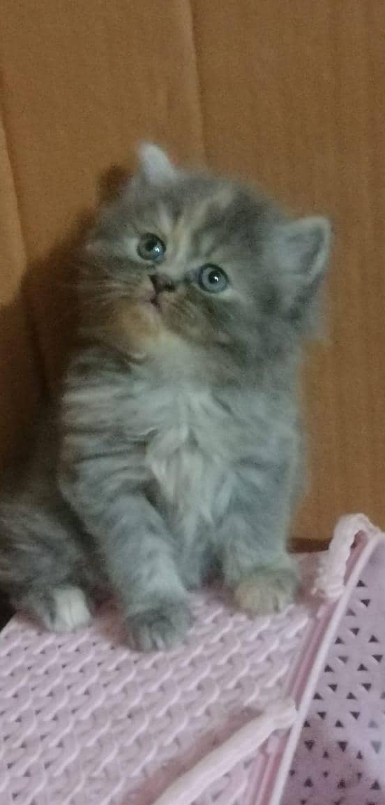 persian kittens 1
