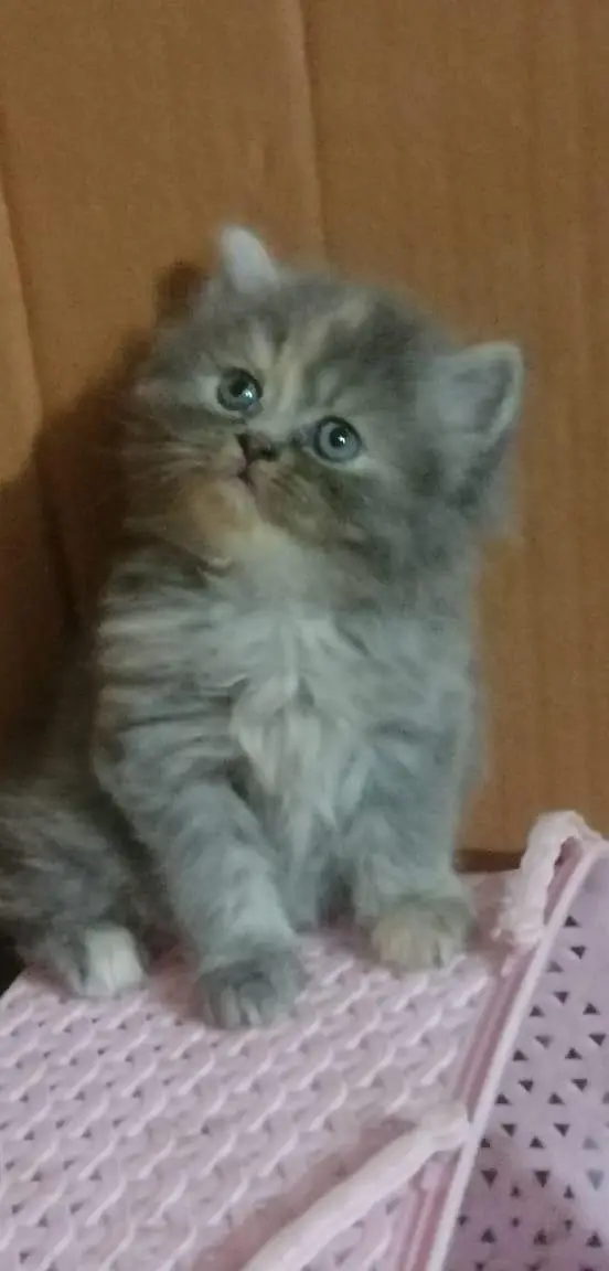 persian kittens — photo 2