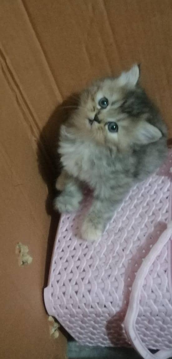 persian kittens 2