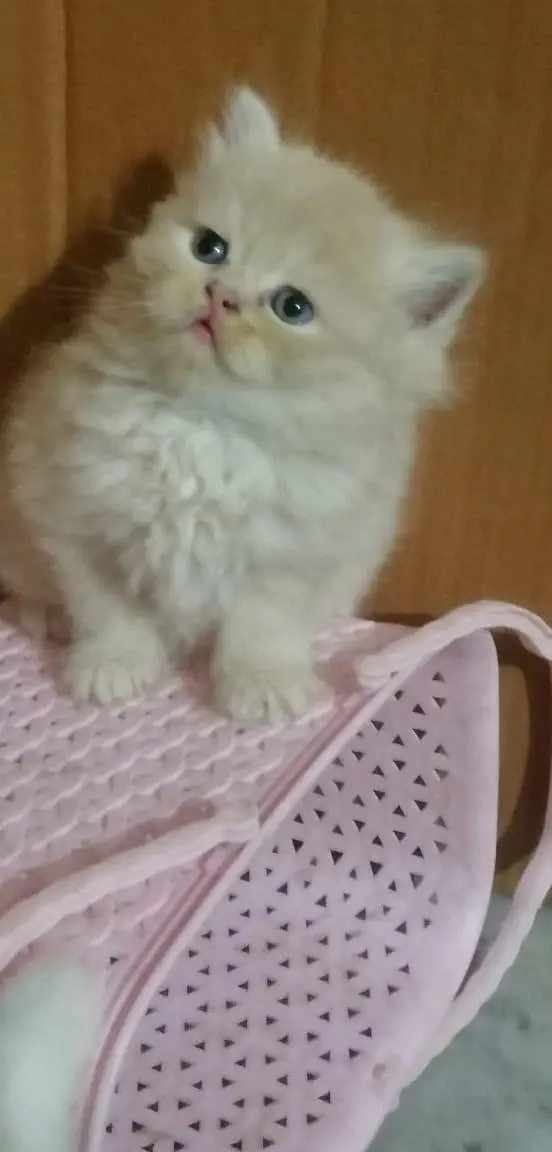 persian kittens — photo 4