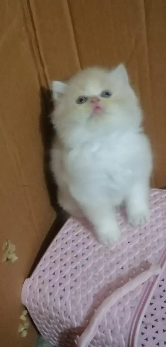 persian kittens — photo 5