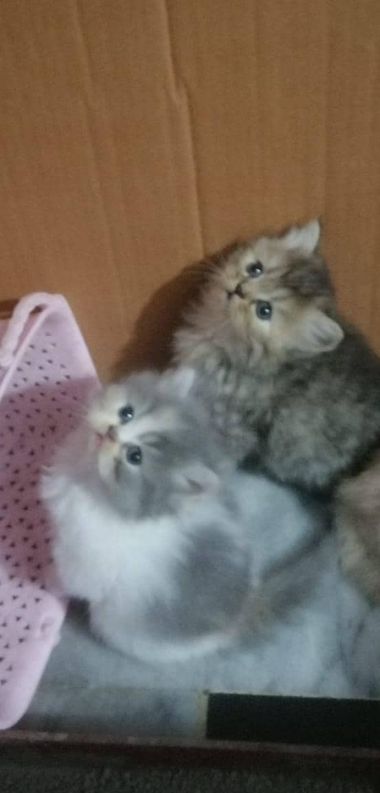 persian kittens 5