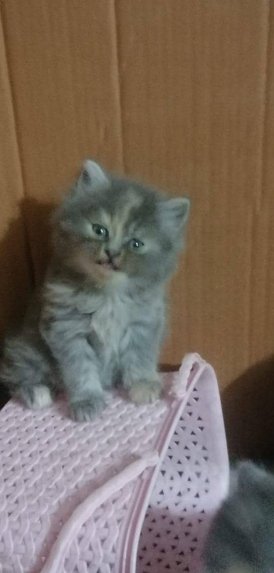 persian kittens 6