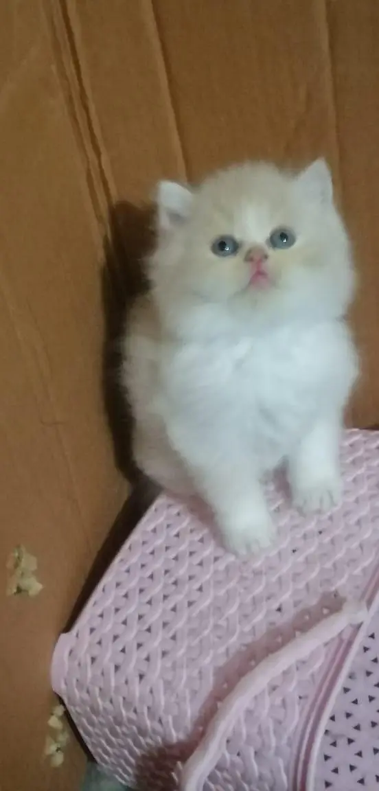 persian kittens — photo 8