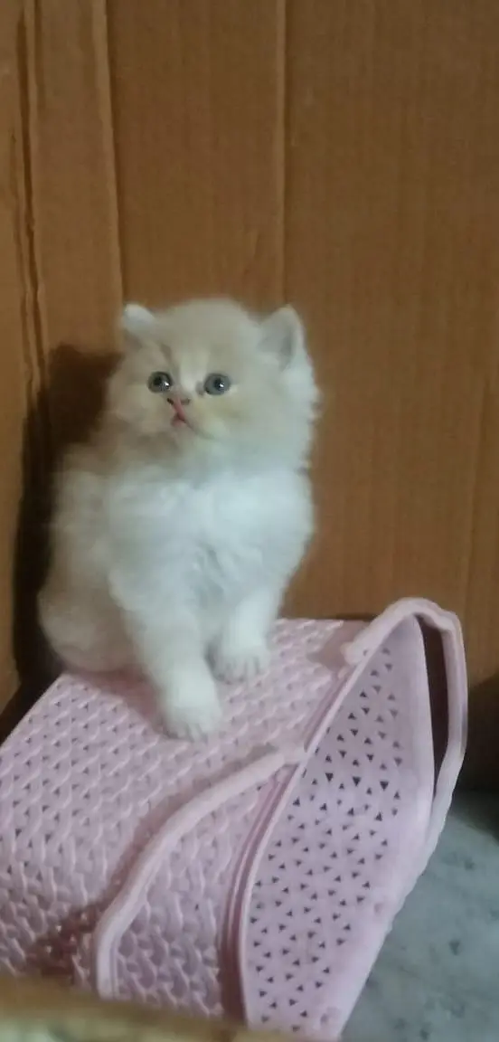 persian kittens — photo 9