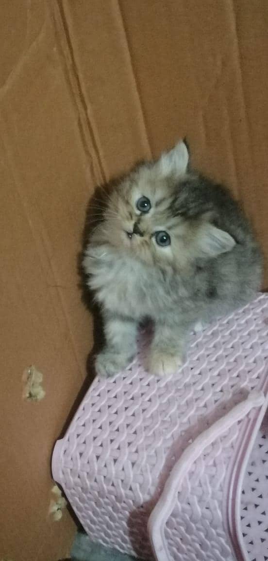 persian kittens 9