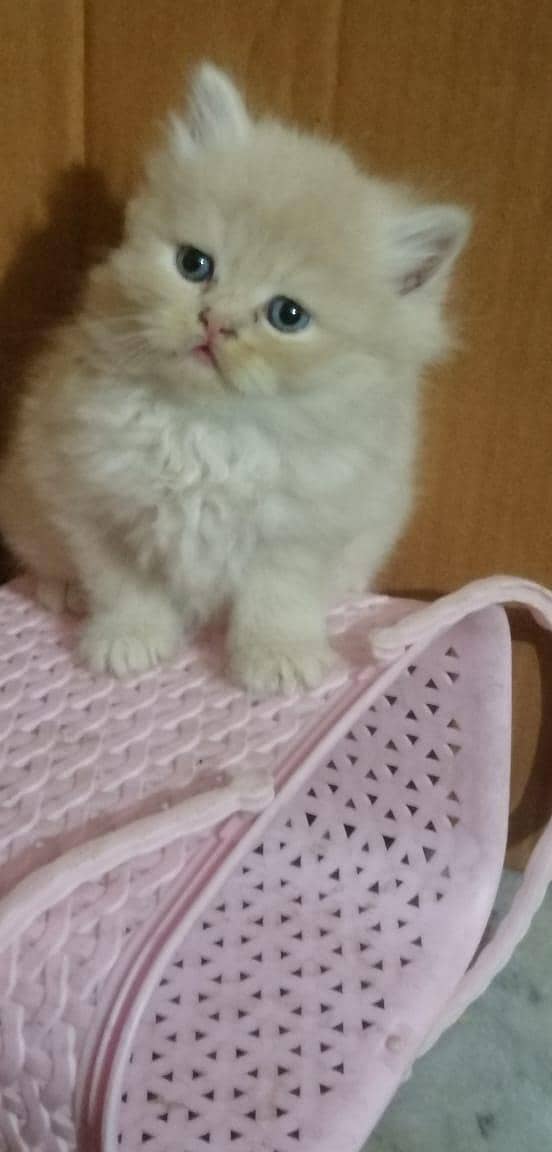 persian kittens 10