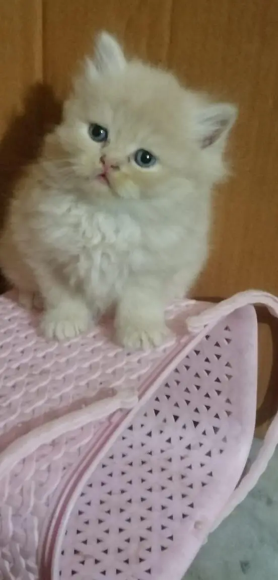 persian kittens — photo 11