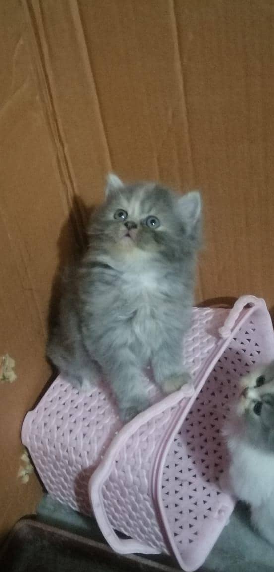 persian kittens 11