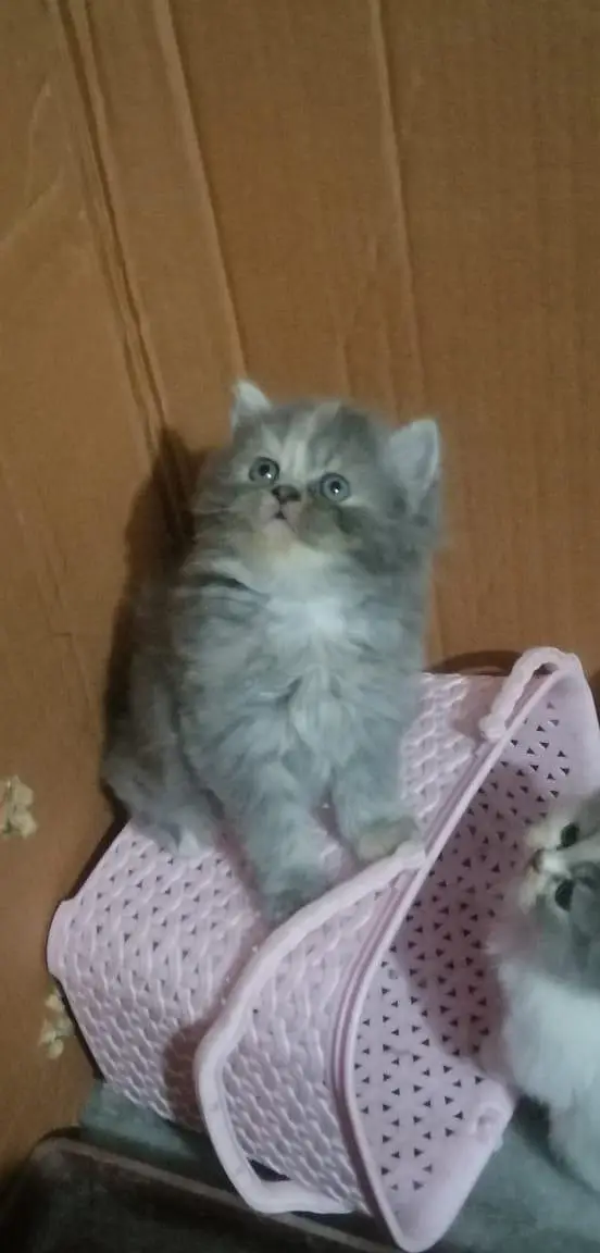 persian kittens — photo 12