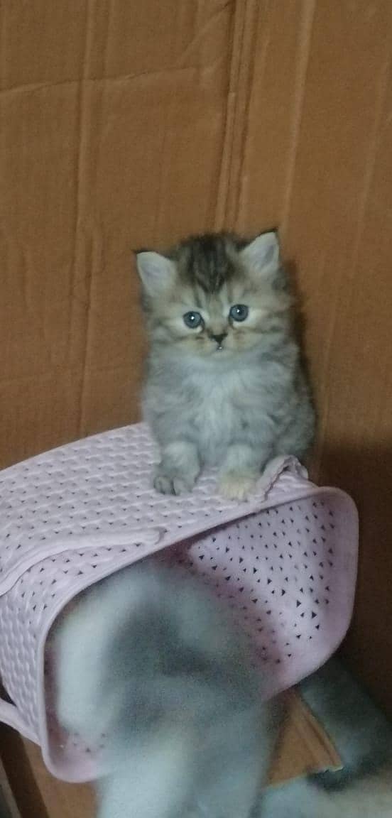 persian kittens 12