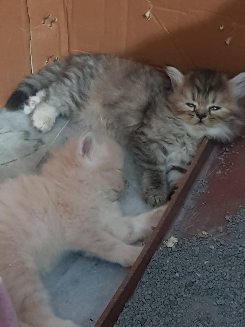 persian kittens 13