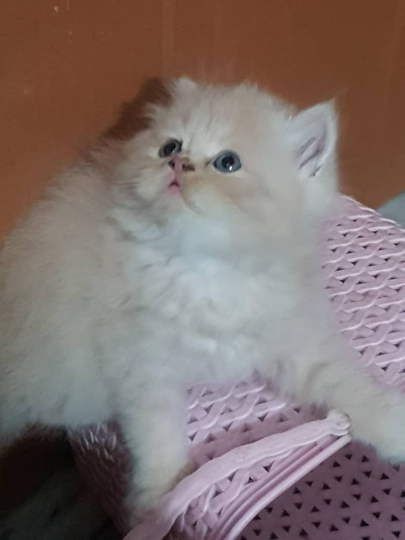 persian kittens 14