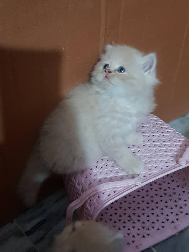persian kittens 15