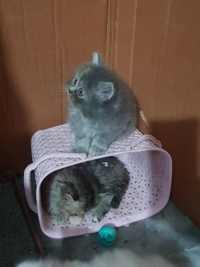 persian kittens 16