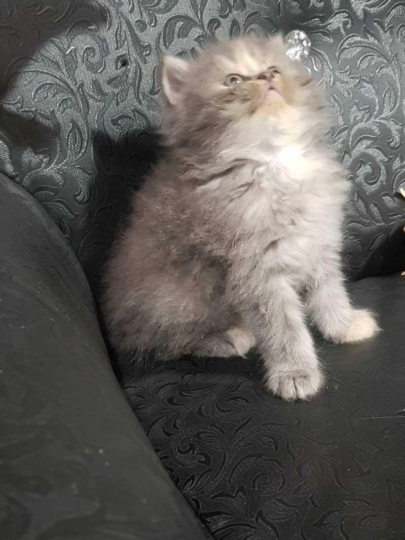persian kittens 17