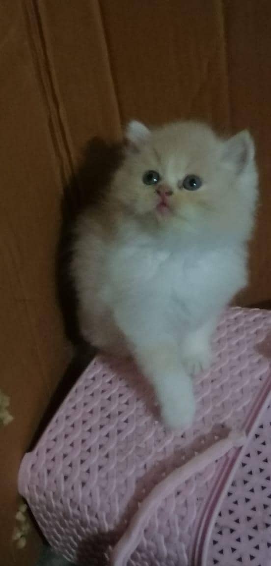 persian kittens 18