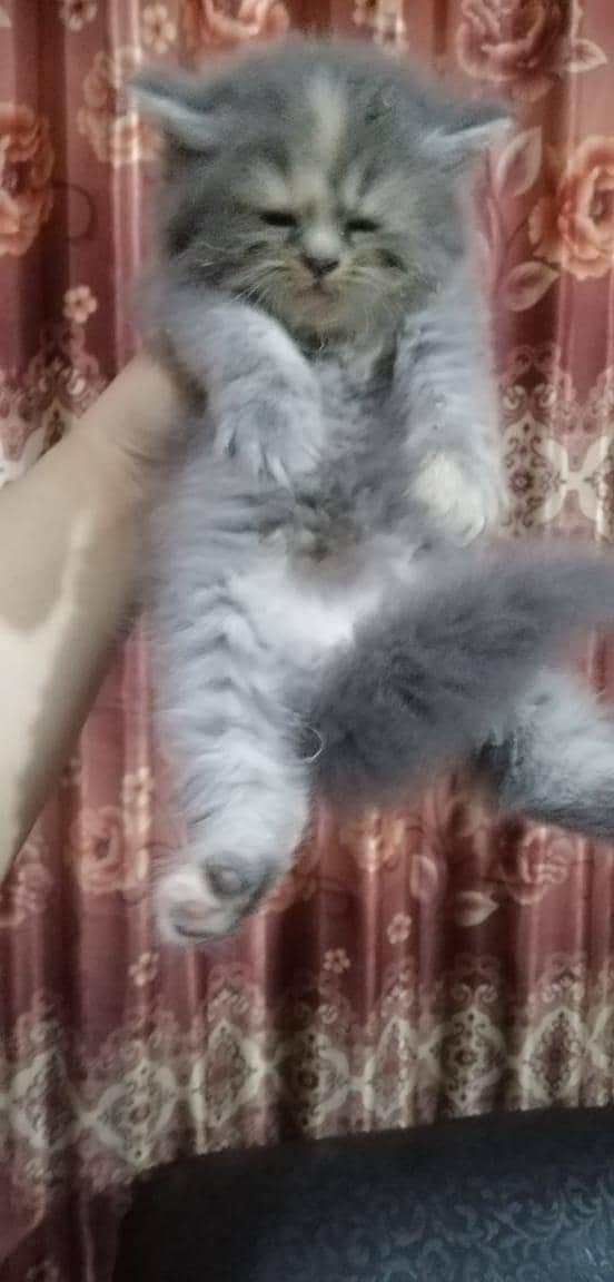 persian kittens 19