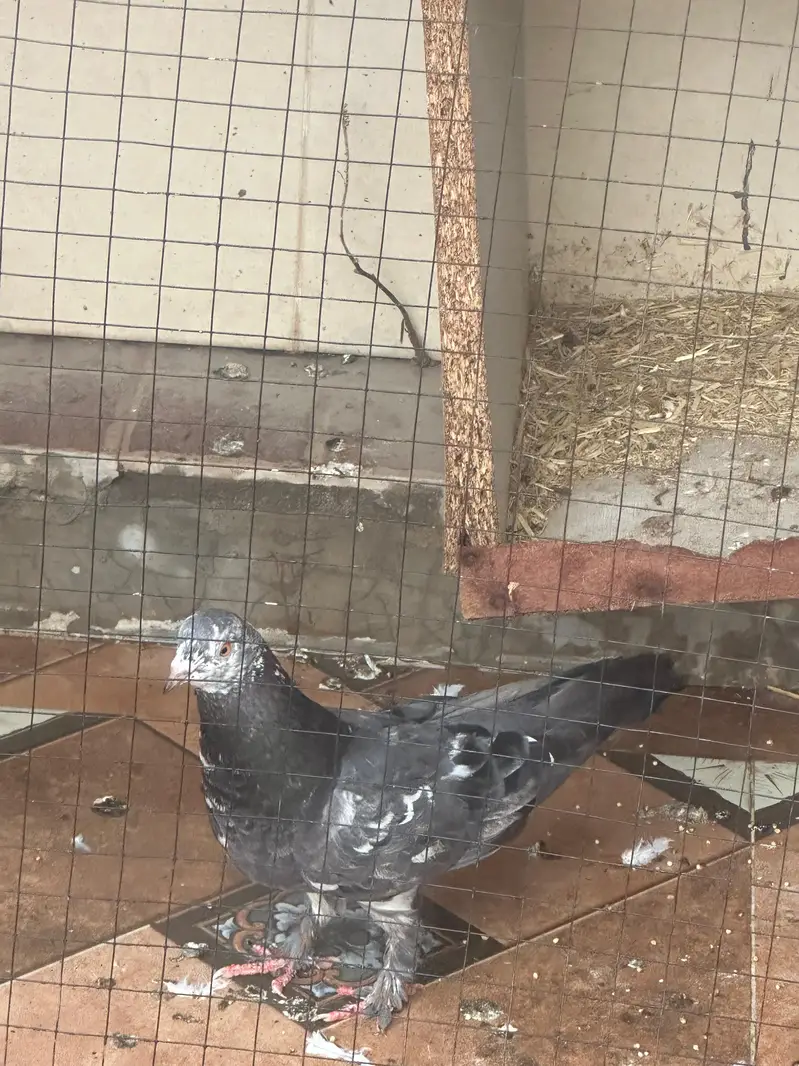 Pure Pakistani Teddy Highflyer Pair (Choti Wale) for Sale — photo 4