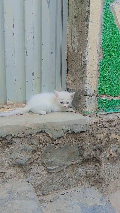 Persian kitten ha double coat jis Bhai na Lana ha rabta kar Sakta ha