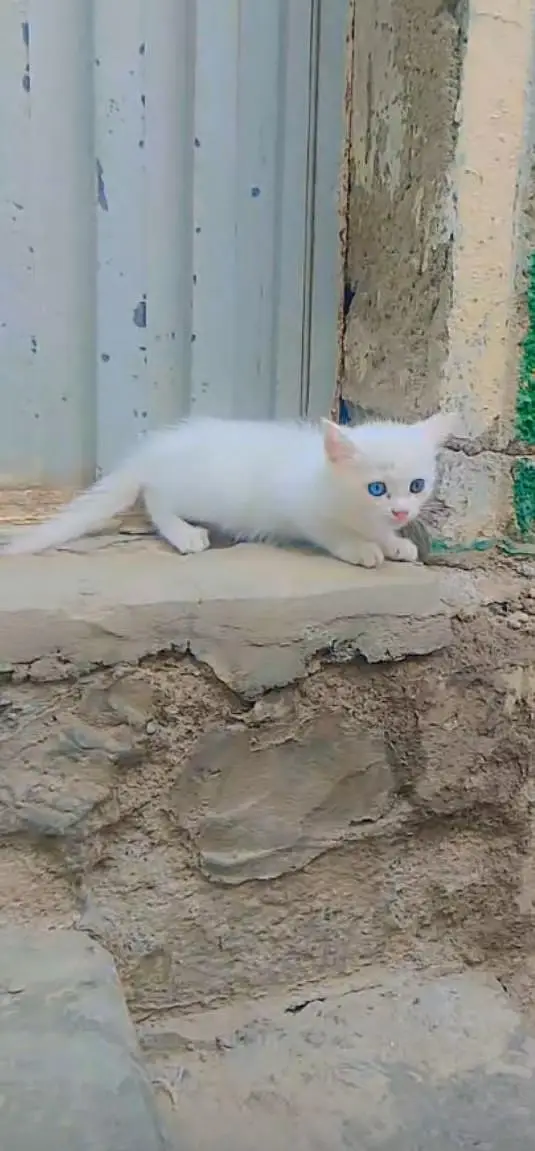 Persian kitten ha double coat jis Bhai na Lana ha rabta kar Sakta ha — photo 2