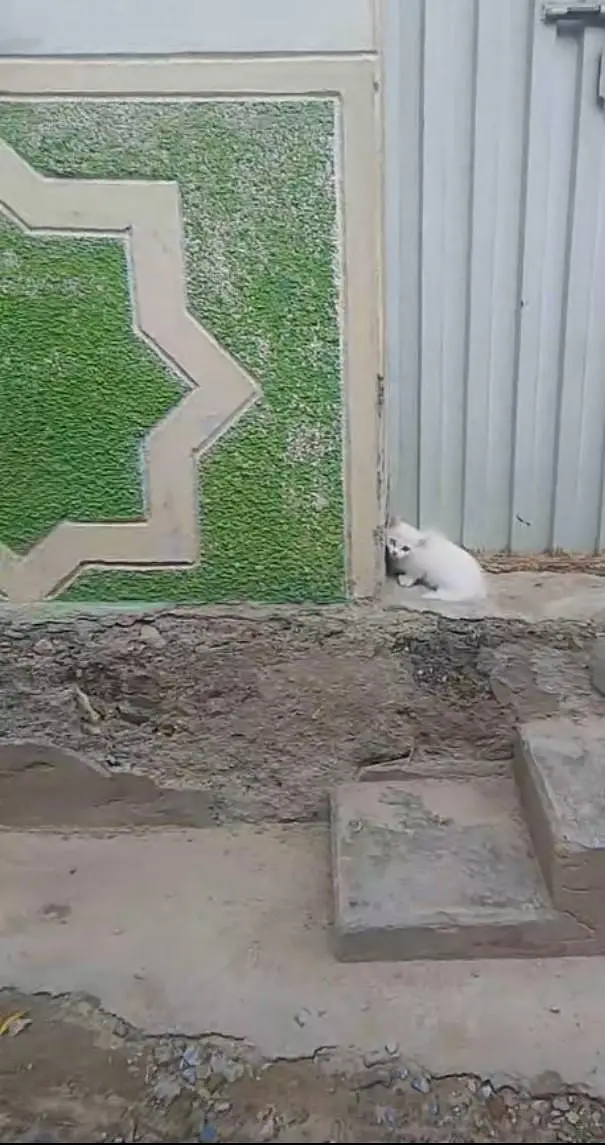 Persian kitten ha double coat jis Bhai na Lana ha rabta kar Sakta ha — photo 3
