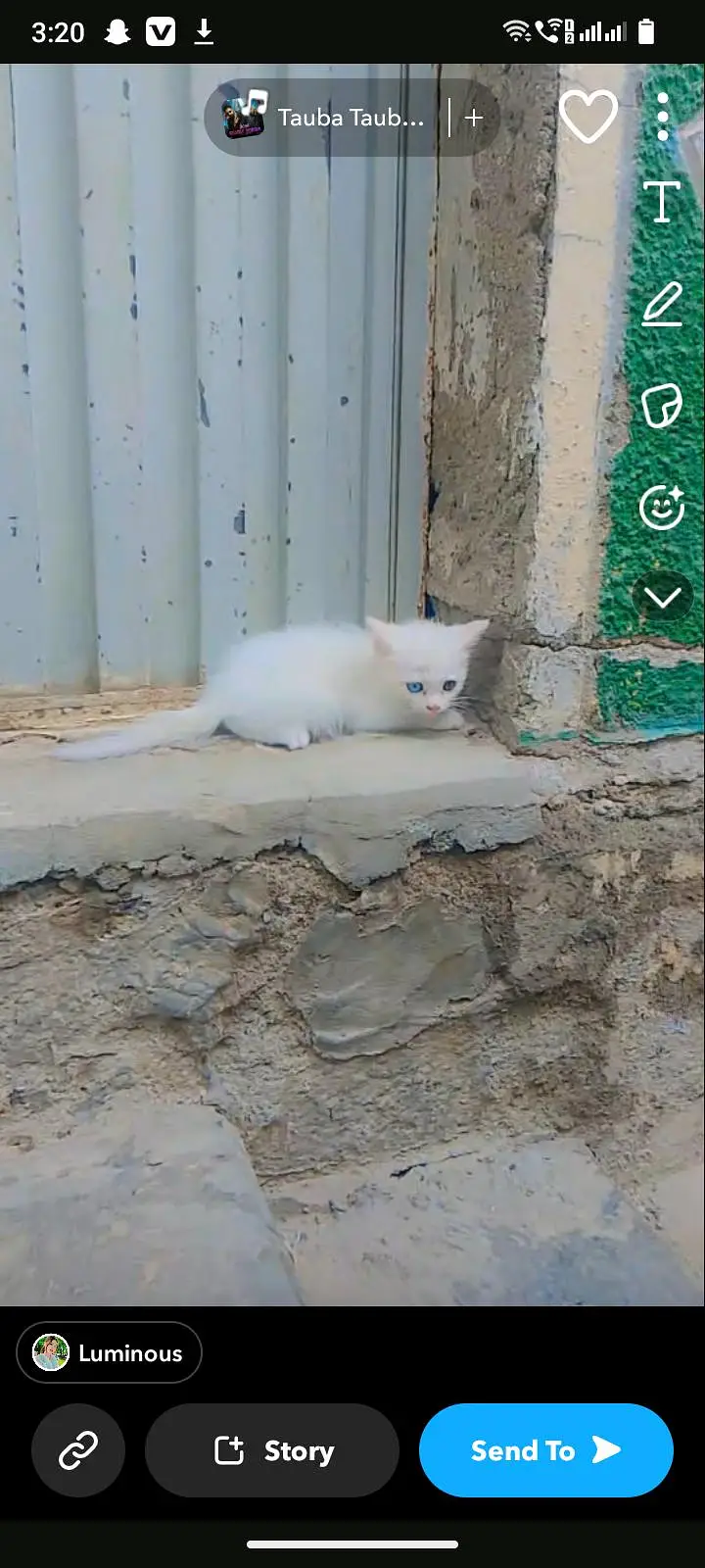 Persian kitten ha double coat jis Bhai na Lana ha rabta kar Sakta ha — photo 4