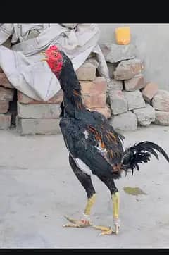 Pure imported Thai Pakoya chicks - Strong Bloodline Available